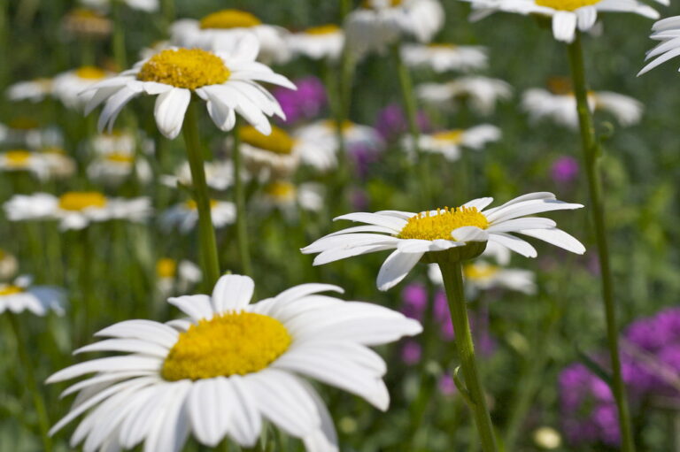 Flowers and the Cross